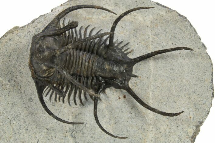 Spiny Ceratarges Trilobite - Huge For Species #310131